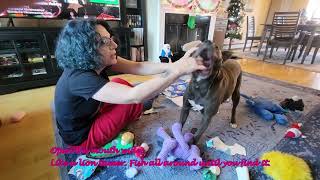How to take something out of a pitbull's mouth by Veronica-Lynn Pit Bull 249 views 4 months ago 1 minute, 2 seconds