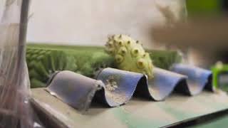Enzed Exotics How We Grow Kiwano