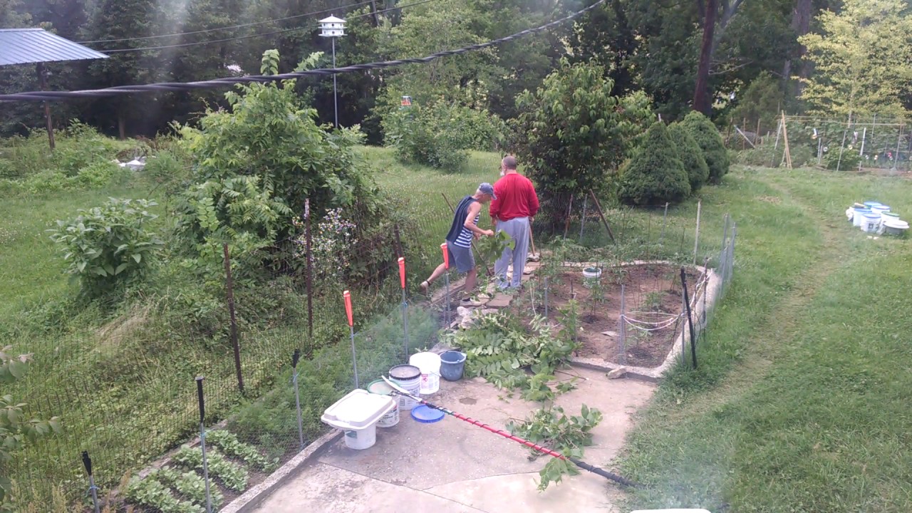 Caught cutting the neighbors tree YouTube