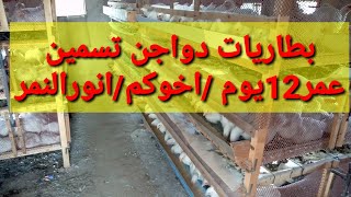 عمر ١٢ يوم في البطاريات