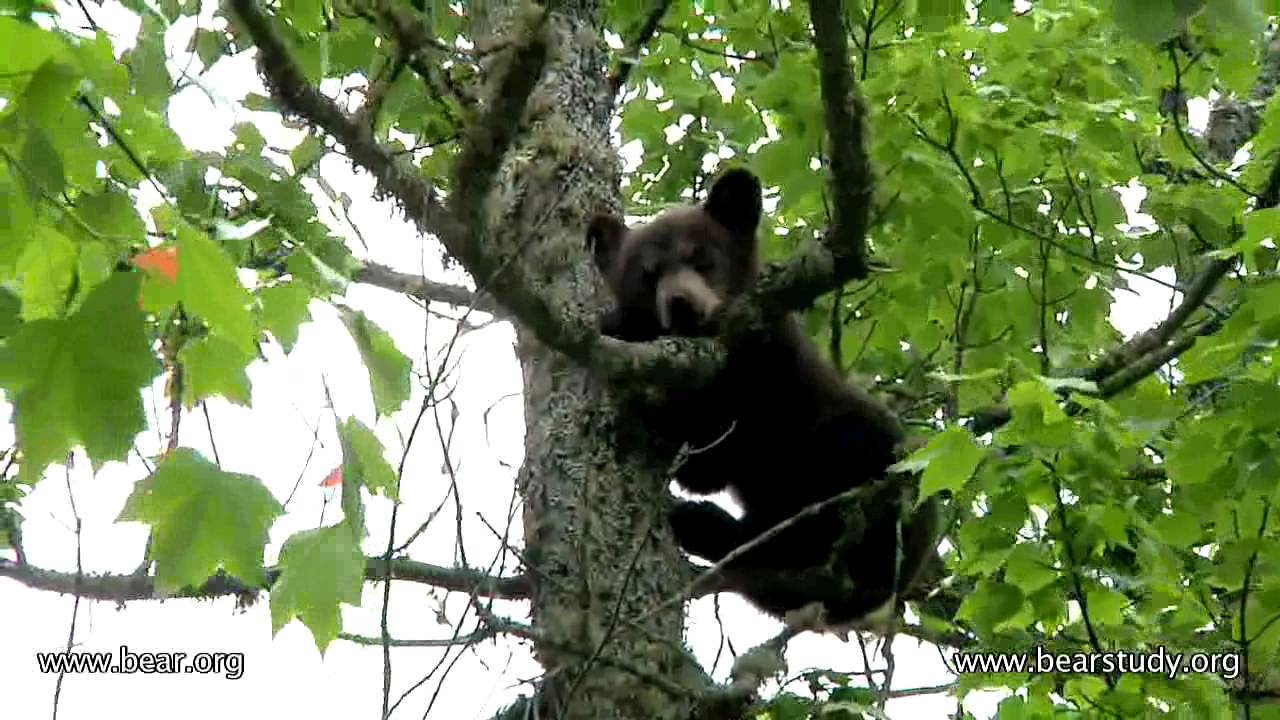 Jo and her cub - June 11, 2011 - Come on down little girl cub!