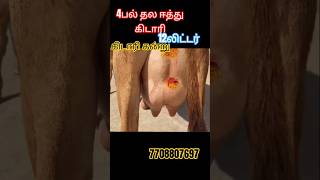 12லிட்டர் கறவை திறன் ஜெர்சி கன்று மாடு விற்பனைக்கு வந்துள்ளது #cow #dairyfarm #dairyfarming #cattle