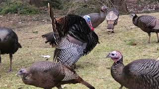 These are some Beautiful TURKEYS!