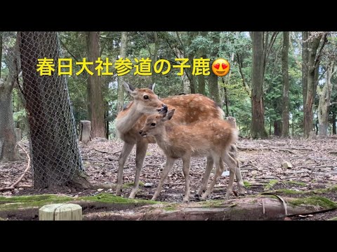 鹿の子さん専用 鹿活607 春日大社参道の子鹿ちゃん。まだまだお母さんに甘える😍 - YouTube