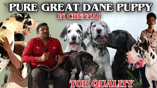 Tallest Great Dane in Chennai | European Great Dane | Puppy Sale Video #greatdane