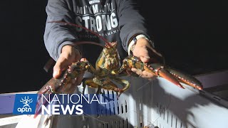 Sipknekatik Open Lobster Fishery Over Dfo Objections Aptn News