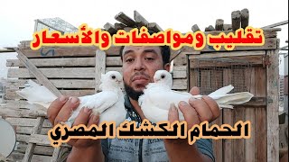 تقليب ومواصفات الحمام الكشك البنيدي المصري والأسعار