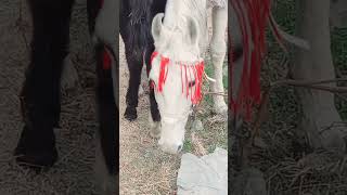 Horse In The Wilderness Of Pakistan#Shortviralyoutube #Youtubeshorts