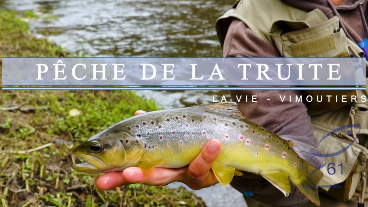Peche de la truite en Riviere (Fario ET Arc en ciel) YouTube — free download