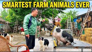 Watching This Pig Train My Dogs Is Mind Blowing