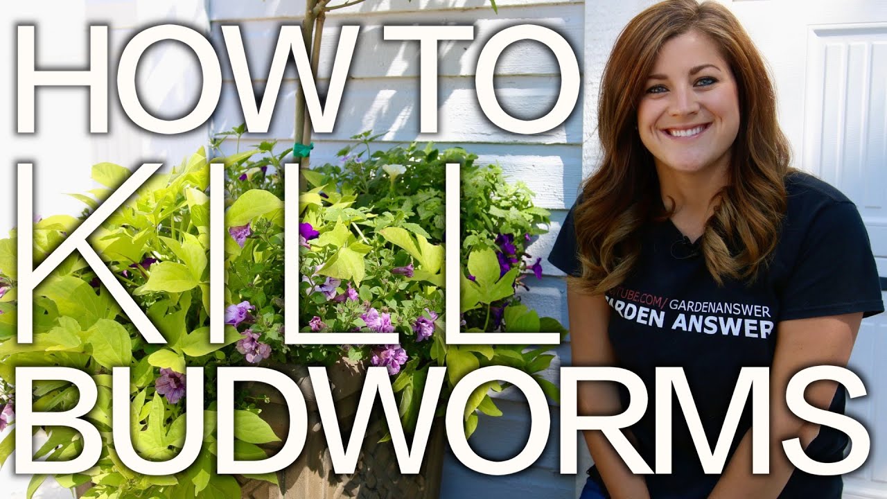 How to Prevent Budworms on Petunias  