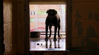 Witness says dog owner grabbed pit bull and ran after 3-year-old mauled
