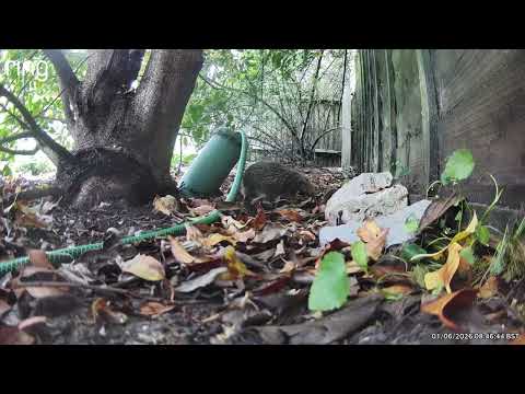 Tufty gathering leaves normal speed
