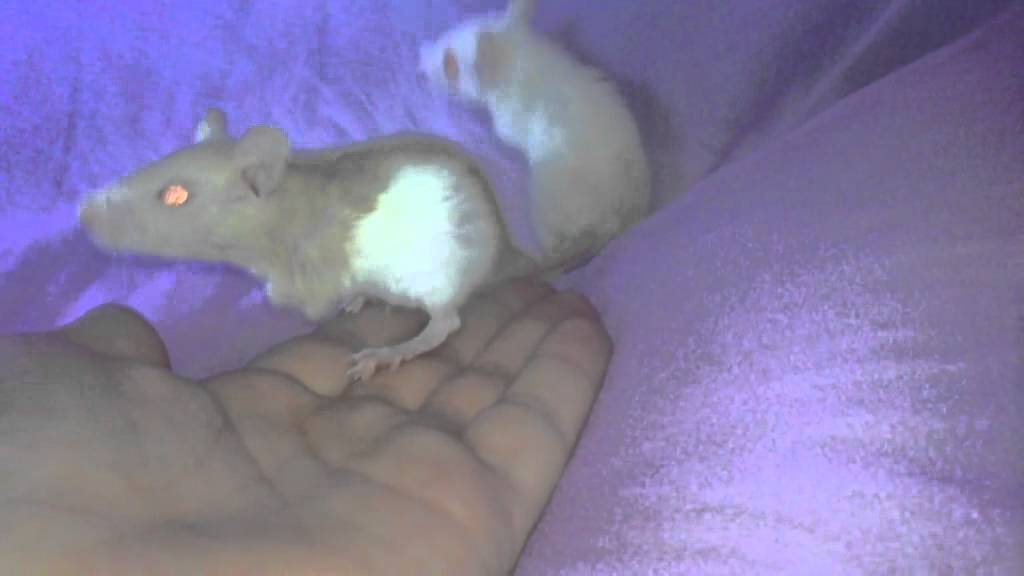 Cotton Candy, the special rat. YouTube