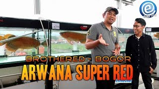 Koleksi Arwana  Dedi Amriyanto Bogor