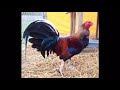 Rescued Roosters