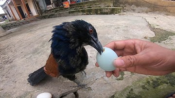 Bìm Bịp Của Mình Lớn Thật Rồi Mọi Người Ơi Nó Biết Kêu Biết Dữ Nhà Và Ăn Trứng Rất Giỏi / Quế Nghịch