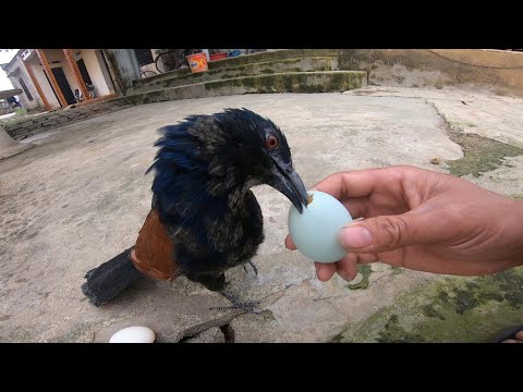 Video Bìm Bịp Của Mình Lớn Thật Rồi Mọi Người Ơi Nó Biết Kêu... - youtube