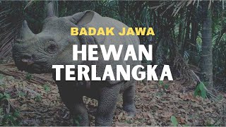 Badak Jawa, Hewan Terlangka di Bumi