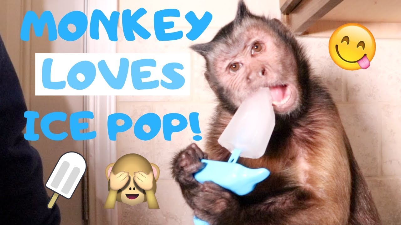 Cute Capuchin Monkey Eats a Tasty Ice Pop!