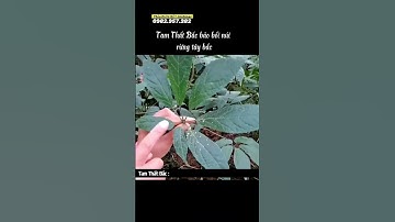 Tam Thất Bắc - Thần dược quý hiếm, báu vật của sức khỏe