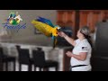 How to Tell When a Bird Is Not Ready to Fly Outside | Mia The Macaw