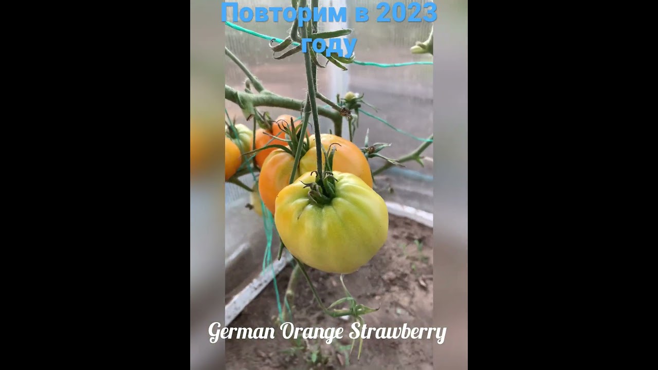 Томат Немецкая клубника Оранжевая