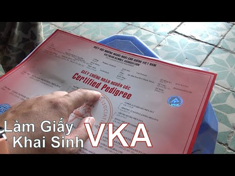 Video Làm Giấy Khai Sinh (VKA) Cho Chó Con Như Thế Nào ???/... - youtube