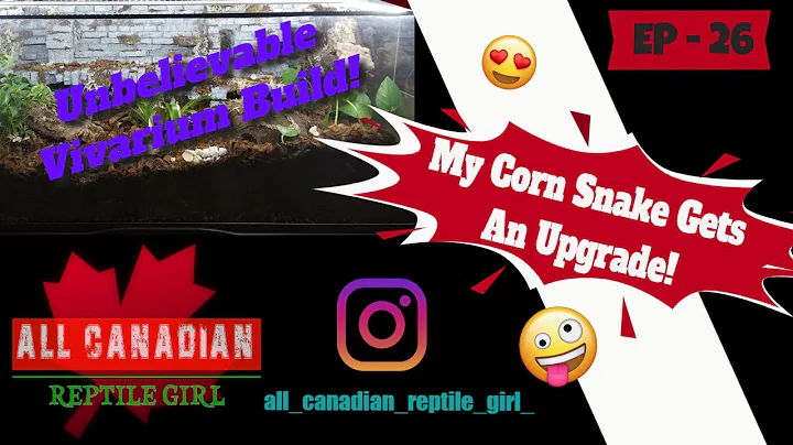 DIY Bioactive Cornsnake Tank