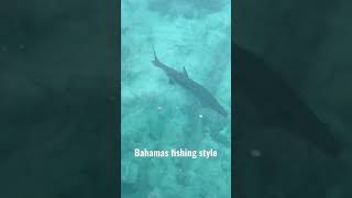 Bahamas Fishing Style - Sharks!