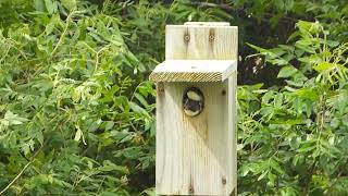 Tree Swallows | Jamaica Bay Wildlife Refuge