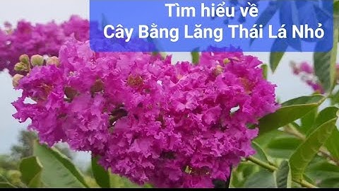 VÀI ĐIỀU CẦN BIẾT VỀ CÂY BẰNG LĂNG THÁI LÁ NHỎ - @vuonkiengquocnam