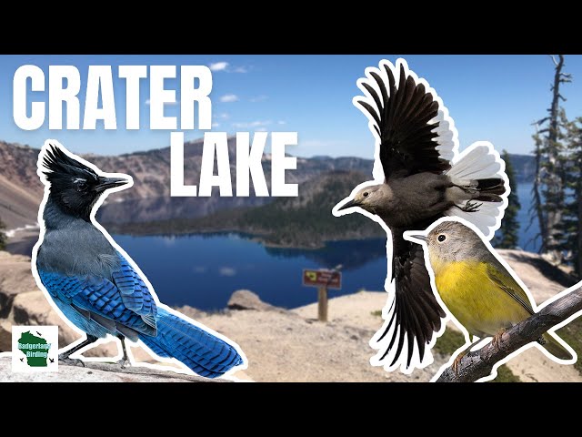 Birding Crater Lake: A Must See Destination in Oregon! class=