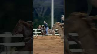#programamundoequestre #dp #horse #cavalo #cavalos