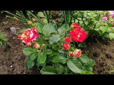 СОЛО МИО РЕНЕССАНС, ПЕРЕННИАЛ БЛЮ, БРАНД ПИКСИ, ФИЛИНГ, ПЕПИТА, ФАЙЕР ...
