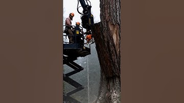 Modern STIHL Chainsaw Felling Big Tree #stihl #chainsaw #felling #bigtree #shorts