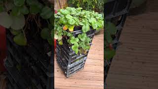 How You can grow Strawberries! Right now!