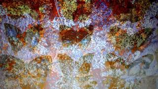 Pure Data and Gem ... butterfly and lichen color animation.