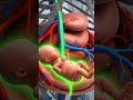 👉 “How a Mother’s Diet Affects Baby Development During Pregnancy | MedInfo UK” (3)#Pregnancy#Growth