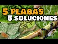 5 PLAGAS en las Plantas y sus INSECTICIDAS CASEROS | ELIMINA las Moscas Blancas, Pulgones, Orugas