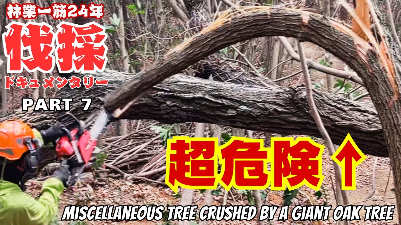 大木の伐倒！下敷きになった雑木の圧力がヤバい…| Felling a Giant Konara Oak! The Insane Pressure on Trapped Trees...