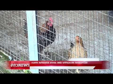 გორის ზოოპარკში ფრინველები იხოცებიან 18.10.2019