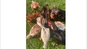 Tham Pem Tu Qaib Thaib Pub Qaib Txoj Qaib Sib Ncaws Story time gain Experience Part 1