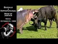 Buffalo v Hippopotamus: Maw of Justice