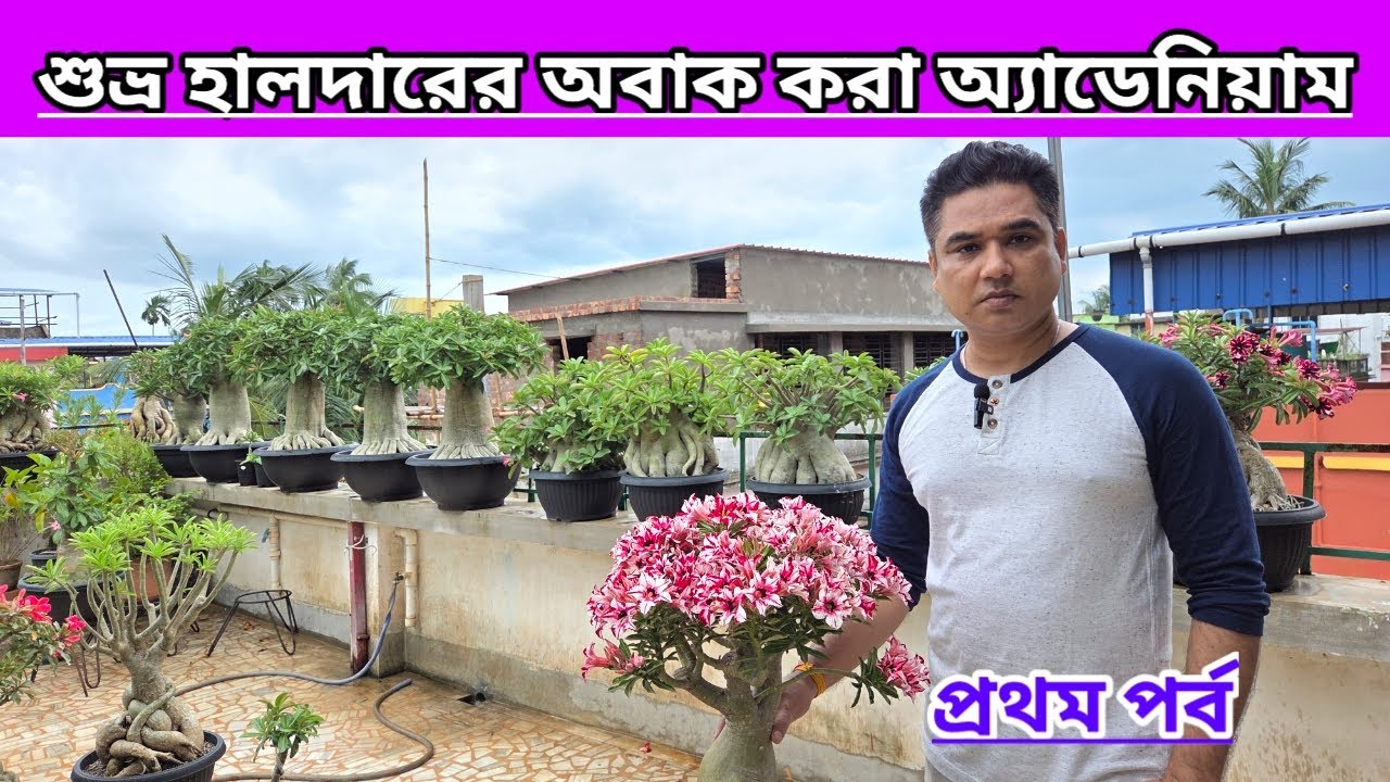 শুভ্র হালদারের অবাক করা অ্যাডেনিয়াম||প্রথম পর্ব||Amazing Adeniums Of Shubhra Haldar||First Part||