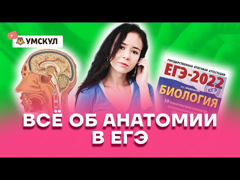 Все об анатомии в ЕГЭ | Биология ЕГЭ 2022 | Умскул