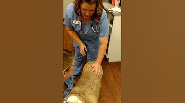 Canine IM Injection
