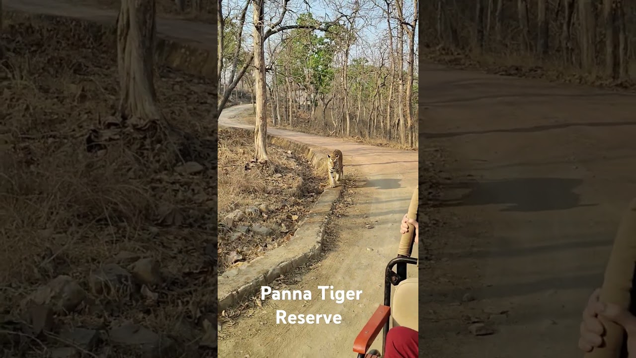 Panna Tiger Reserve