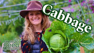 How to GROW your own CABBAGE from SEED to HARVEST