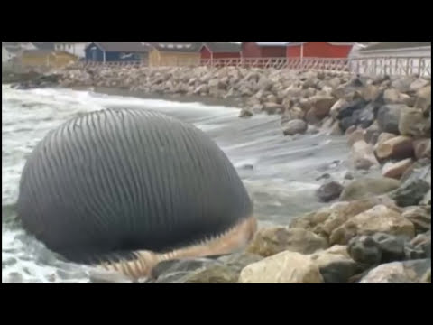 Video: Eksploderer hvaler faktisk?
